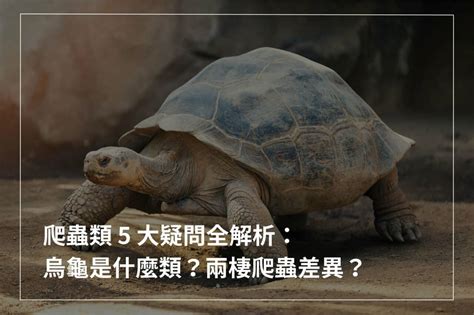 烏龜是體內受精嗎|【烏龜是體內受精嗎】烏龜是體內受精嗎？驚爆爬蟲類 5 大冷知。